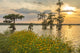 Cypress Trees and Coneflowers at Sunset Poster Print by Jaynes Gallery