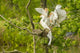 Cattle egrets fighting poster print showcasing dynamic bird action.