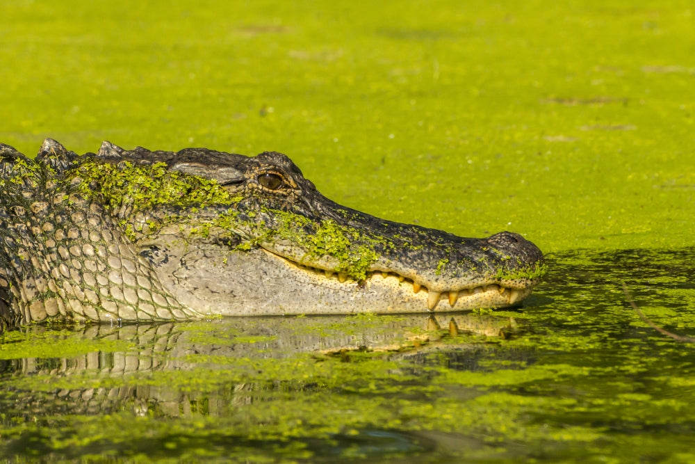 Alligator basking on a sunken log at Lake Martin, Louisiana poster print.