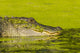 Alligator basking on a sunken log at Lake Martin, Louisiana poster print.