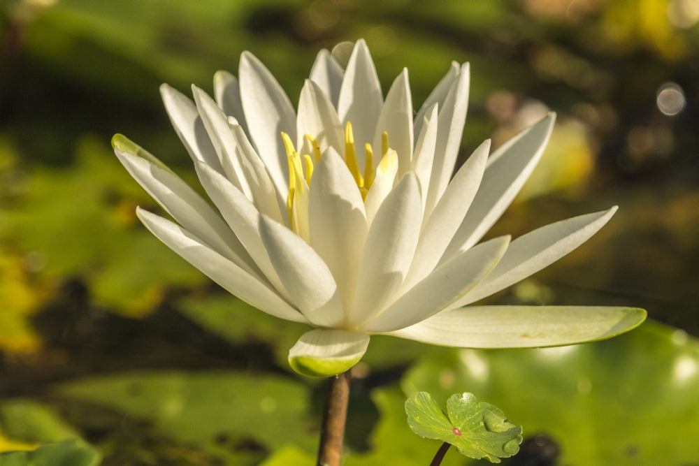Close-up of a water lily blossom poster print by Jaynes Gallery.