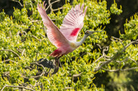 Roseate spoonbill taking flight poster print by Jaynes Gallery.