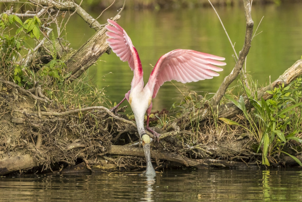 Roseate Spoonbill picking up nesting twig in Vermilion Parish poster print.
