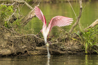 Roseate Spoonbill picking up nesting twig in Vermilion Parish poster print.