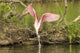 Roseate Spoonbill picking up nesting twig in Vermilion Parish poster print.