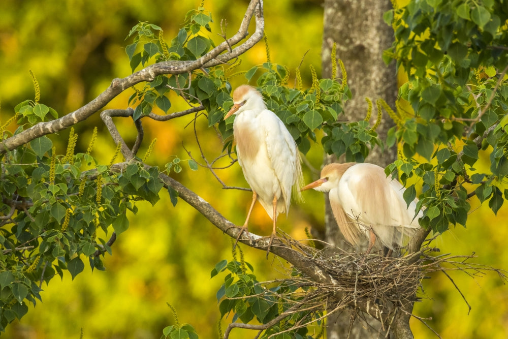 Cattle egret pair nesting poster print by Jaynes Gallery