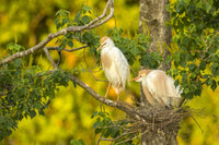Cattle egret pair nesting poster print by Jaynes Gallery