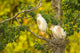 Cattle egret pair nesting poster print by Jaynes Gallery