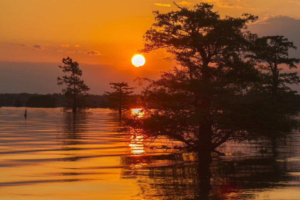 Atchafalaya National Wildlife Refuge Sunrise Poster Print showcasing serene swamp landscape