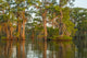 Atchafalaya National Wildlife Refuge sunrise poster print featuring serene swamp landscape.