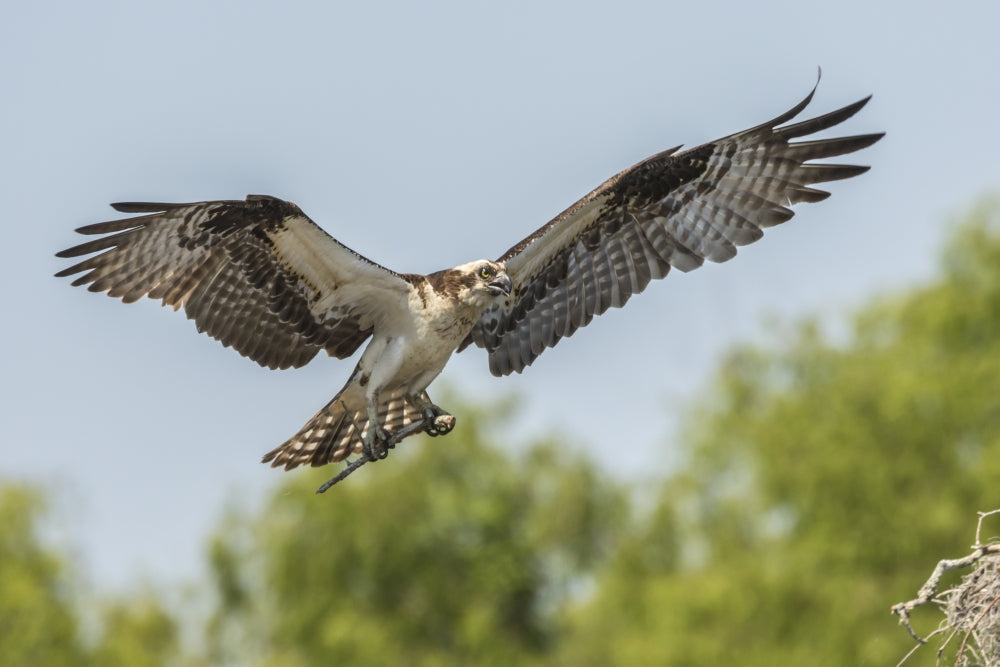 Osprey landing with nesting stick at Atchafalaya National Wildlife Refuge poster print