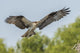 Osprey landing with nesting stick at Atchafalaya National Wildlife Refuge poster print