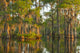 Atchafalaya National Wildlife Refuge Sunrise Poster Print