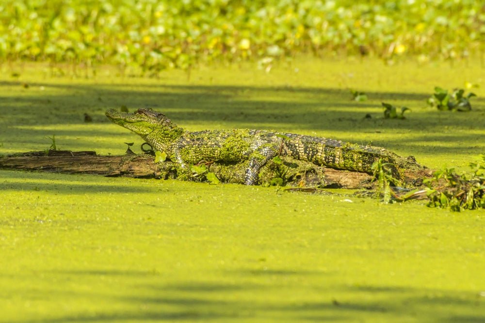 Alligator basking on log in Lake Martin, Louisiana poster print