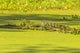 Alligator basking on log in Lake Martin, Louisiana poster print
