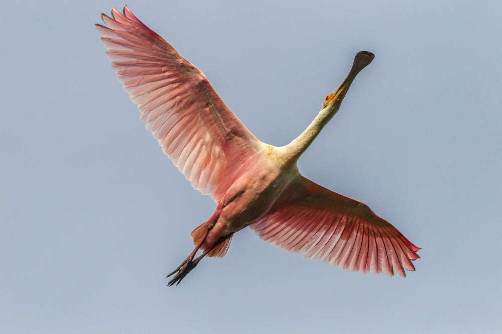 Roseate Spoonbill in flight poster print by Jaynes Gallery.