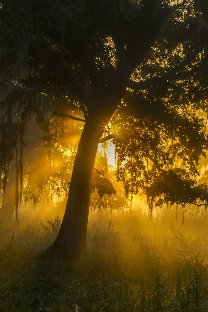 Foggy sunrise over trees at Lake Martin poster print.