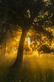 Foggy sunrise over trees at Lake Martin poster print.