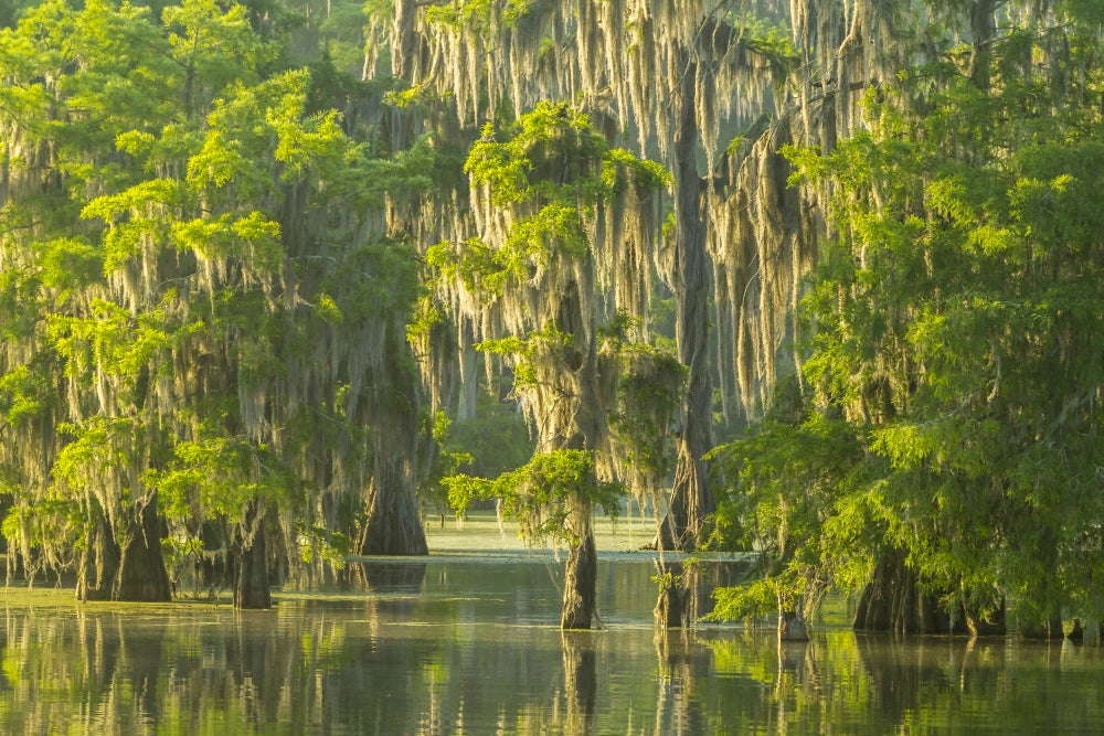 Atchafalaya National Wildlife Refuge Sunrise Poster Print
