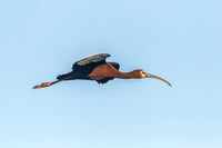 White-Faced Ibis in Flight Poster Print by Jaynes Gallery showcasing the beauty of nature.