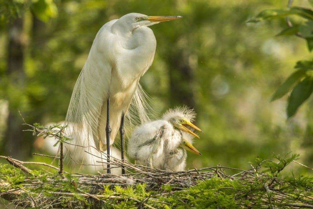 Great Egret adult and chicks at nest poster print
