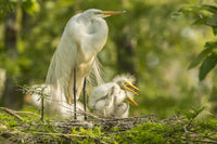 Great Egret adult and chicks at nest poster print