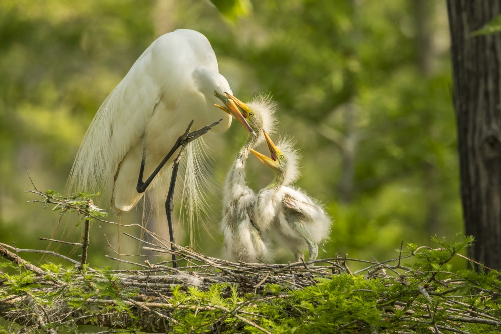 Great Egret feeding chicks poster print from Evangeline Parish, Louisiana.