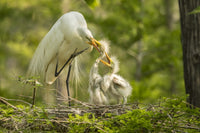 Great Egret feeding chicks poster print from Evangeline Parish, Louisiana.