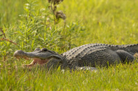 Alligator in grass poster print by Jaynes Gallery, showcasing Louisiana wildlife.