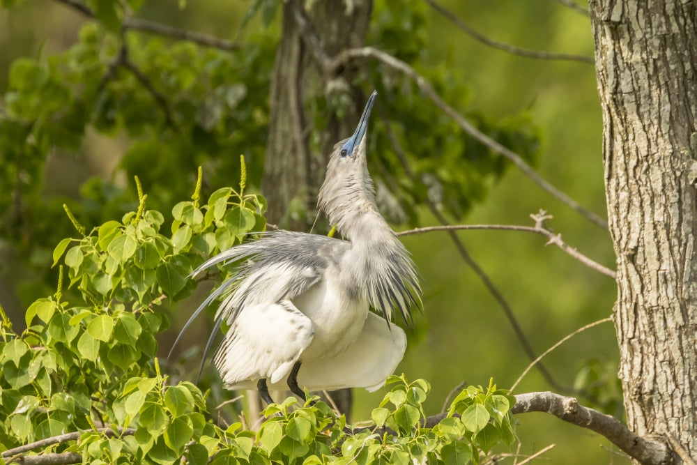 Immature Little Blue Heron courtship display poster print, showcasing vibrant colors and natural beauty.
