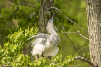 Immature Little Blue Heron courtship display poster print, showcasing vibrant colors and natural beauty.