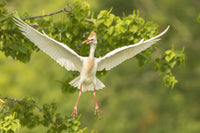 Cattle egret taking flight poster print by Jaynes Gallery