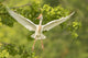 Cattle egret taking flight poster print by Jaynes Gallery