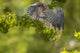 Little Blue Heron Taking Flight Poster Print by Jaynes Gallery