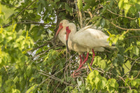 White Ibis Pair in Tree Poster Print by Jaynes Gallery
