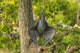 Little Blue Heron male courtship display poster print