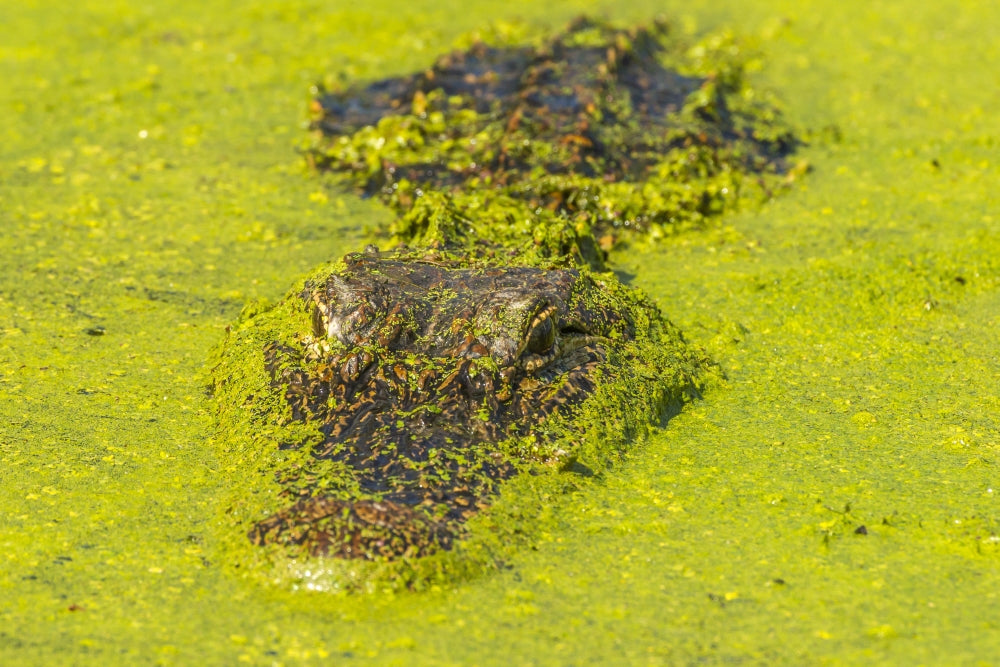 Alligator head on swamp surface poster print by Jaynes Gallery.