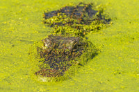 Alligator head on swamp surface poster print by Jaynes Gallery.