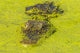 Alligator head on swamp surface poster print by Jaynes Gallery.