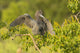 Close-up of a Little Blue Heron in Vermilion Parish, Louisiana.