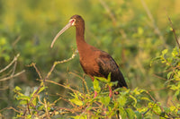 White-faced ibis perched in a tree - nature poster print