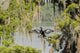 Anhinga drying its wings poster print featuring Lake Martin by Jaynes Gallery.