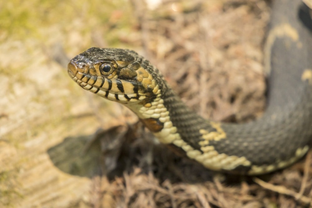Southern water snake close-up poster print from Lake Martin