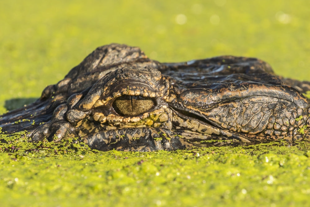 Alligator head on swamp surface poster print by Jaynes Gallery