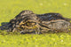 Alligator head on swamp surface poster print by Jaynes Gallery