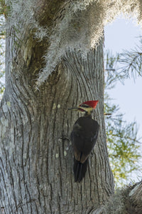 Pileated Woodpecker perched on a tree in Lake Martin, Louisiana.