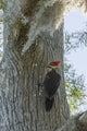 Pileated Woodpecker perched on a tree in Lake Martin, Louisiana.