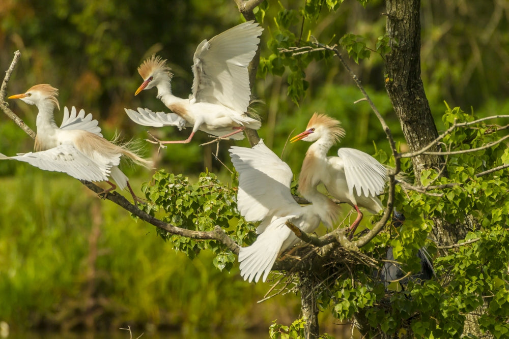 Cattle Egrets Fighting Poster Print featuring wildlife in Louisiana by Jaynes Gallery.