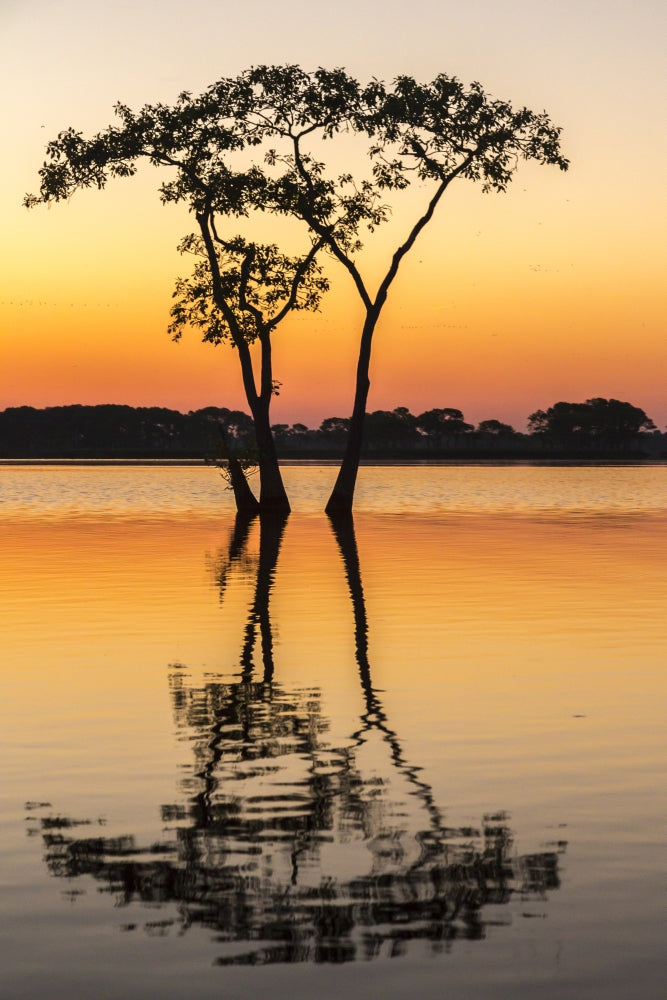 Sunrise over Lake Martin swamp poster print