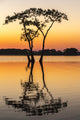 Sunrise over Lake Martin swamp poster print